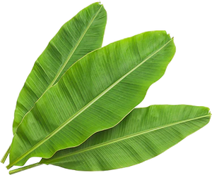 Banaba Leaf