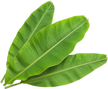 Banana Leaf
