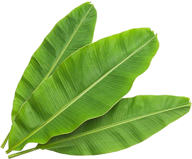 Banana Leaf