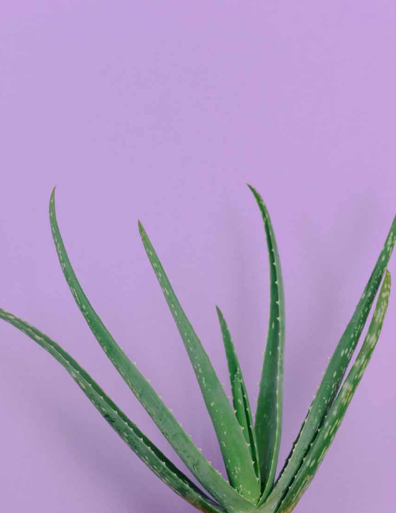 Flat Belly Smoothie Mix - Maximum Slim | Tasty Blend for a Balanced Diet