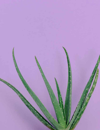 Flat Belly Smoothie Mix - Maximum Slim | Tasty Blend for a Balanced Diet