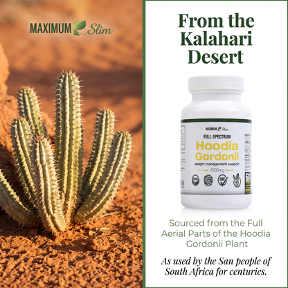 Maximum Slim Hoodia Gordonii Full Spectrum | Daily Wellness Support