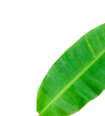 Banaba Leaf