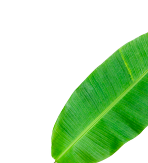 Banaba Leaf