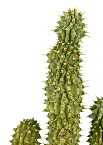 Hoodia Gordonii Cactus